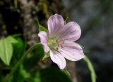 Geranium sibiricum