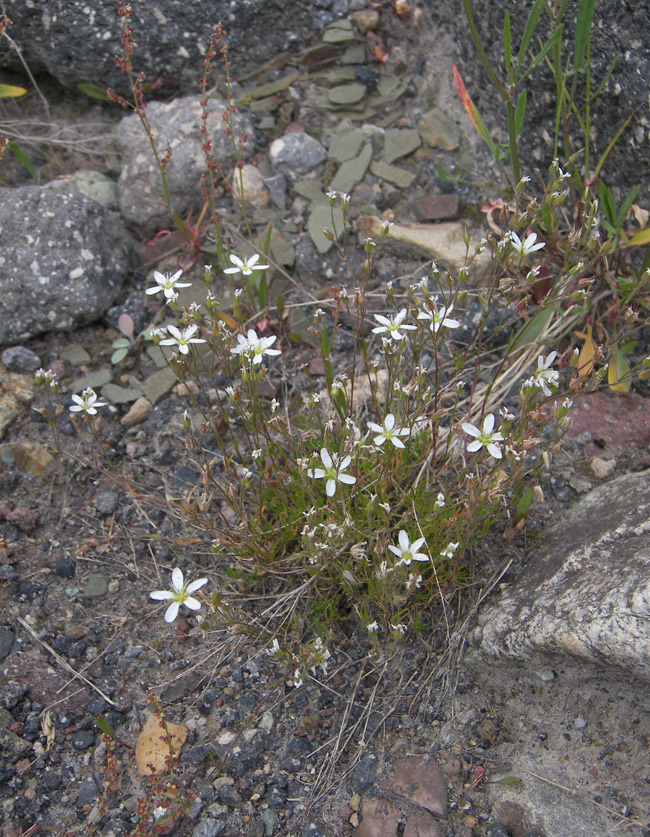 Image of Minuartia biebersteinii specimen.