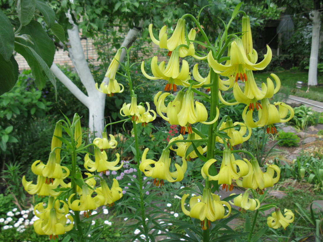 Изображение особи Lilium monadelphum.