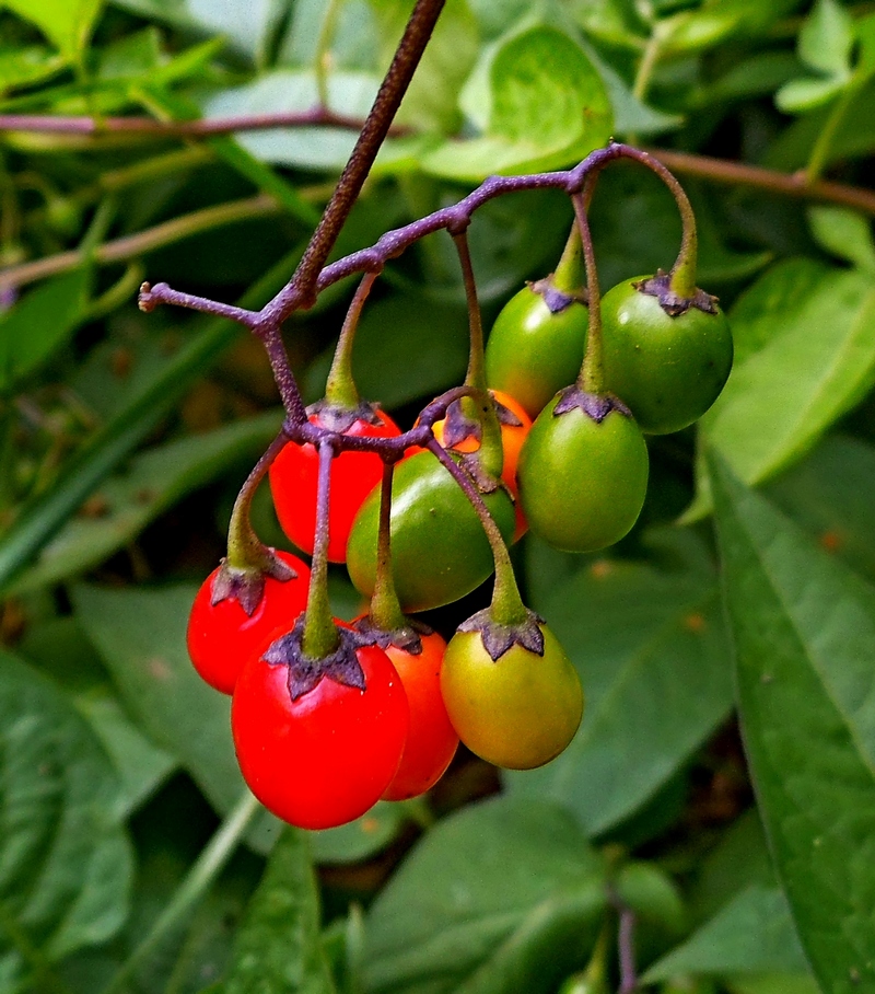 Image of Solanum dulcamara specimen.
