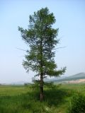 Larix sibirica