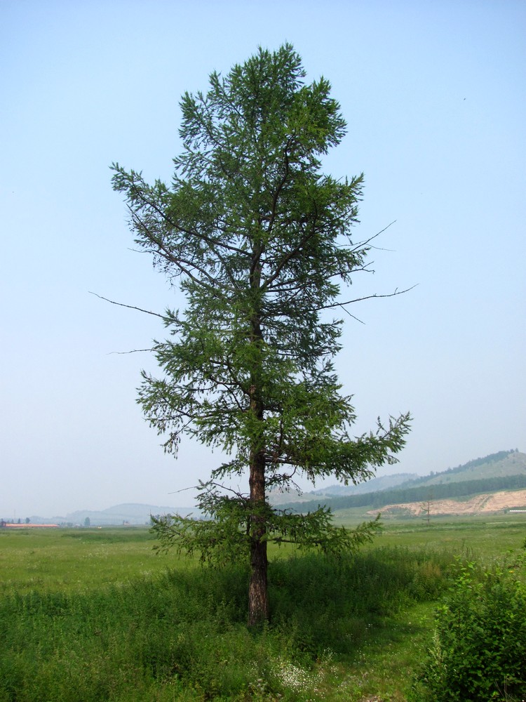 Изображение особи Larix sibirica.