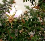 Rosa kuhitangi. Часть растения с цветком и завязавшимися плодами. Туркменистан, хр. Кугитанг, \"Плато динозавров\". Июнь 2012 г.