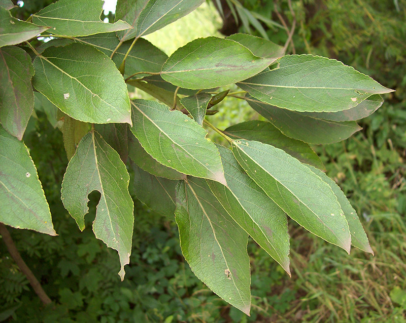 Image of Populus laurifolia specimen.