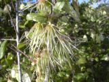 Clematis cirrhosa