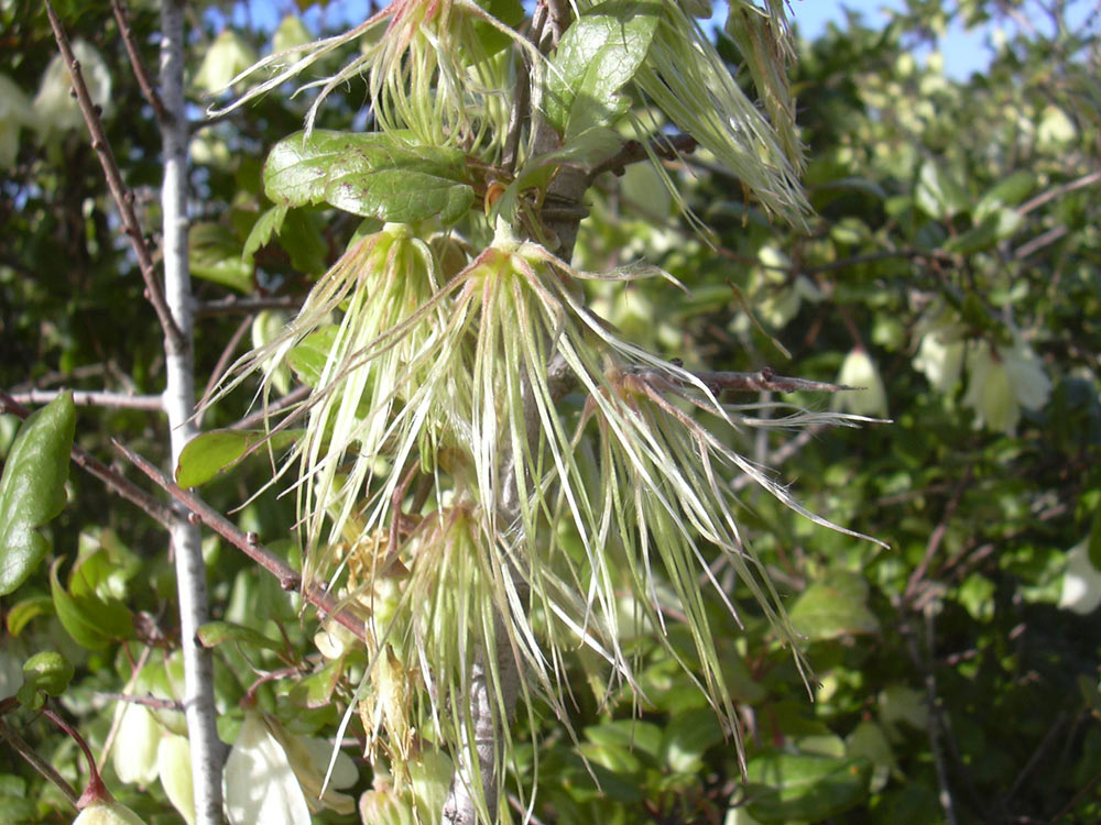 Image of Clematis cirrhosa specimen.