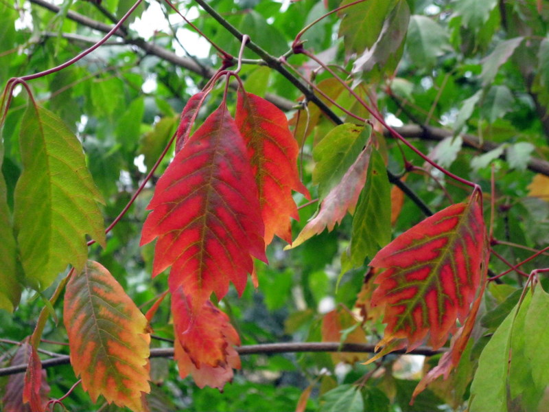 Изображение особи Acer cissifolium.