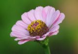 Zinnia elegans