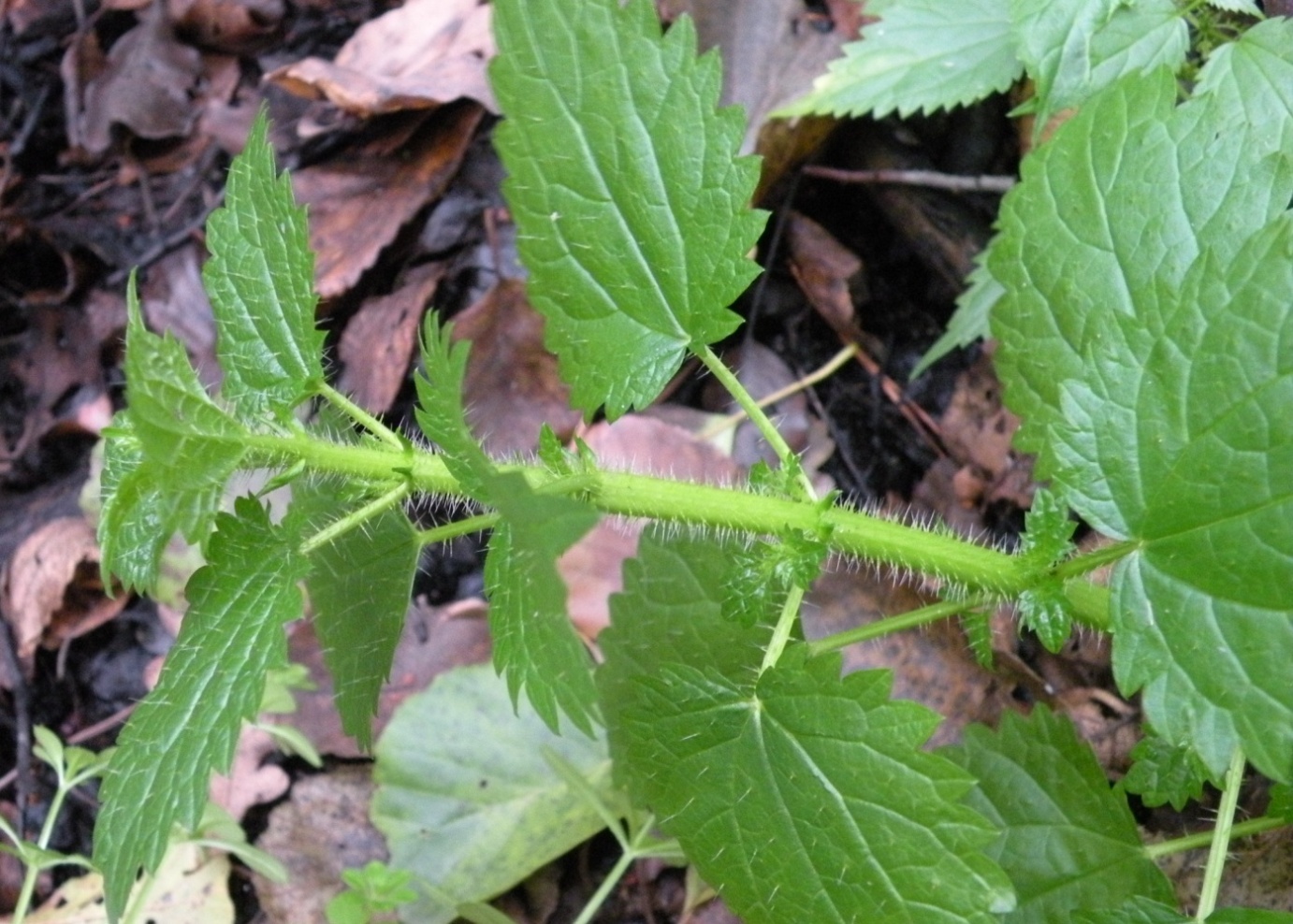 Изображение особи Urtica kioviensis.