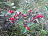 Cotoneaster mamajevii