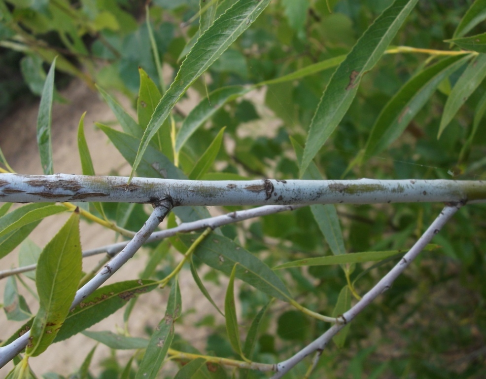 Image of Salix acutifolia specimen.