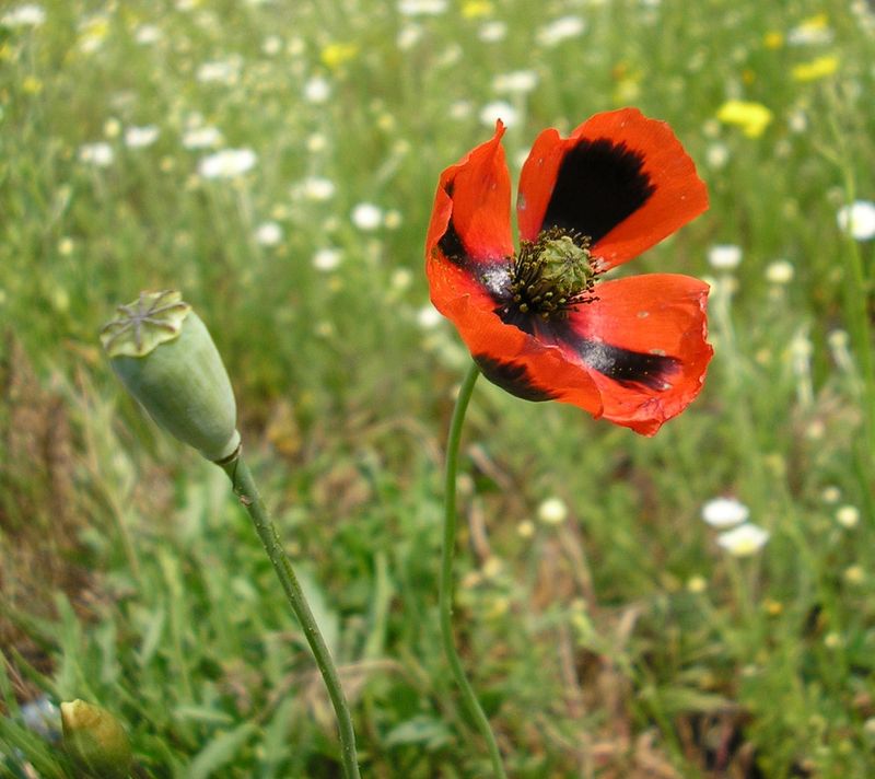 Изображение особи Papaver laevigatum.