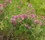 Trifolium pacificum. Цветущие растения. Приморье, окр. пос. Терней, Малая бухта, приморский луг. 03.08.2012.