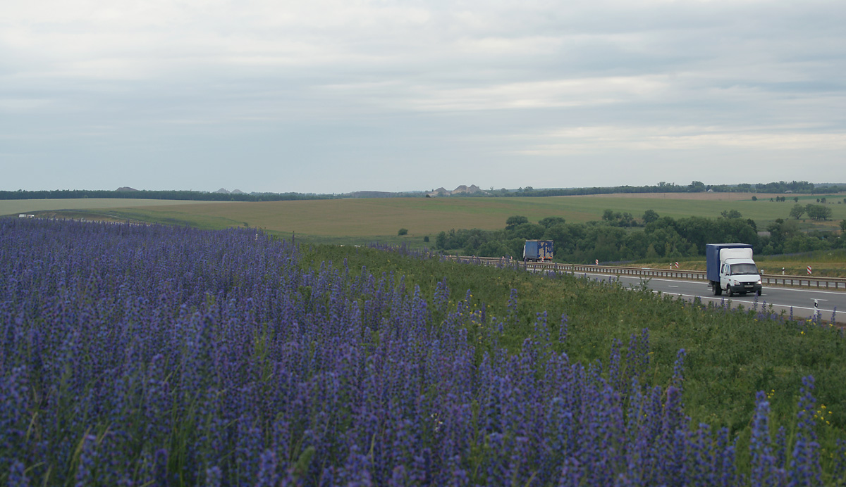 Изображение особи Echium vulgare.