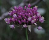 Allium carmeli. Соцветие. Israel, Mount Carmel, Nahal Oren. 03.05.2011.