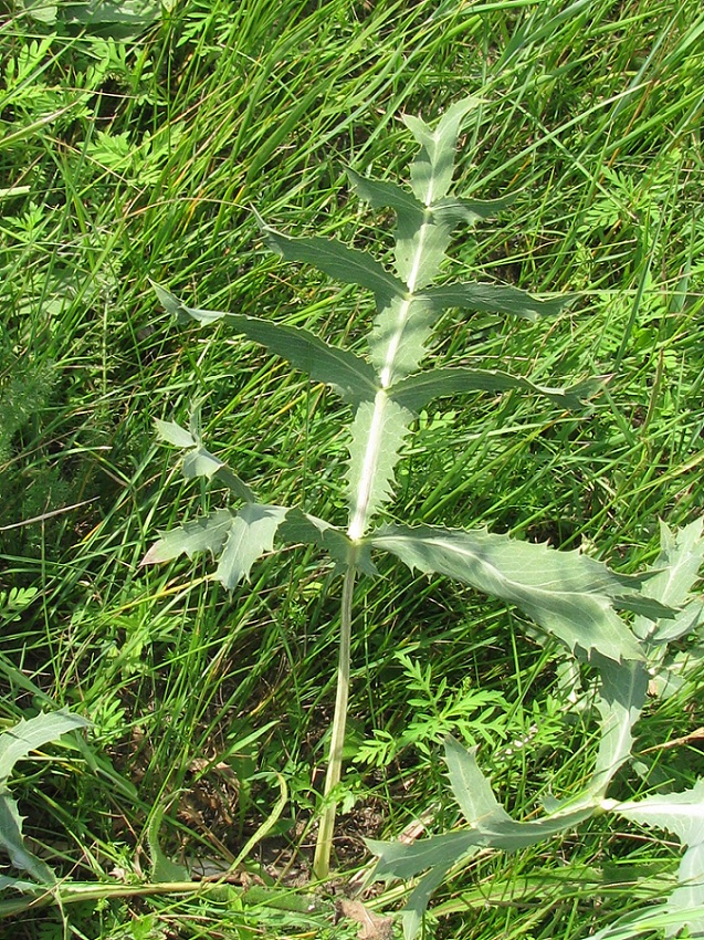 Image of Eryngium campestre specimen.