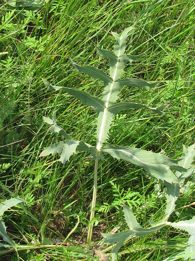 Изображение особи Eryngium campestre.