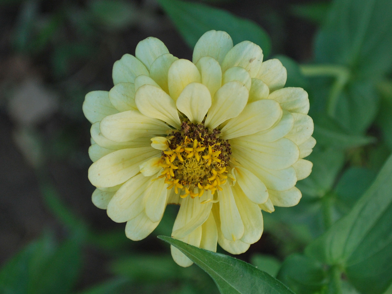 Image of Zinnia elegans specimen.