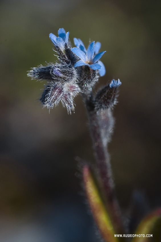 Изображение особи Myosotis micrantha.