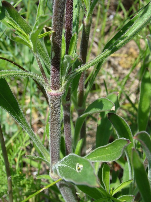 Изображение особи Silene chersonensis.