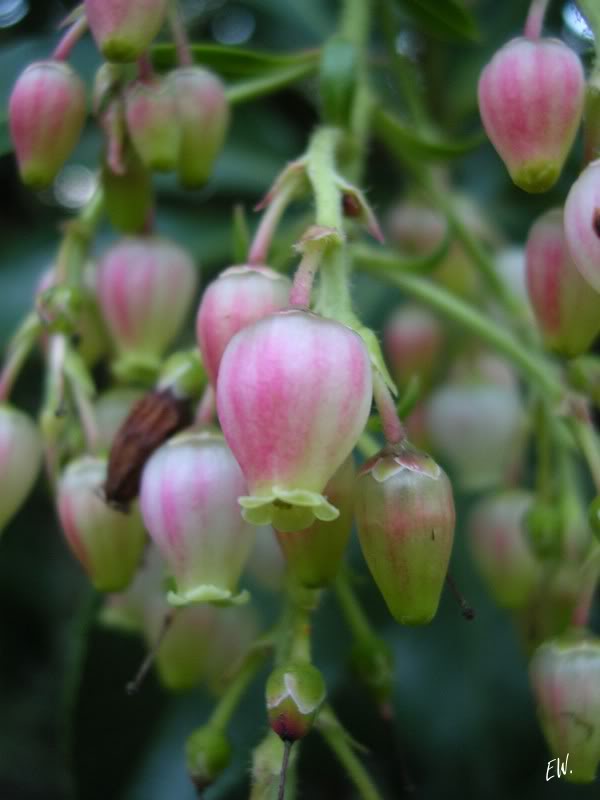 Image of Arbutus unedo specimen.