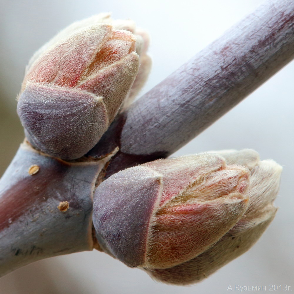 Image of Acer negundo specimen.