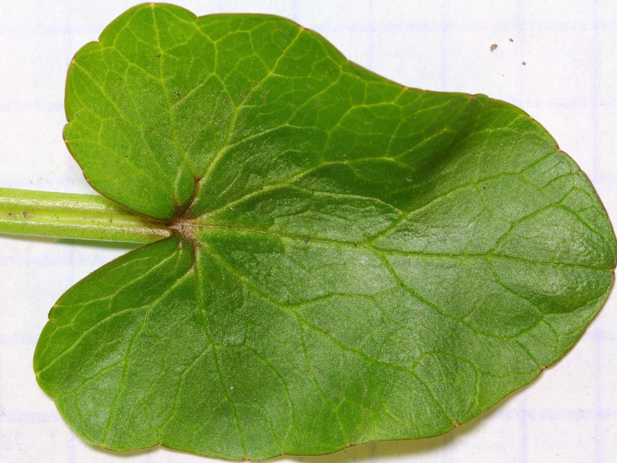 Image of Ficaria verna specimen.