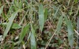 Phyllostachys viridis