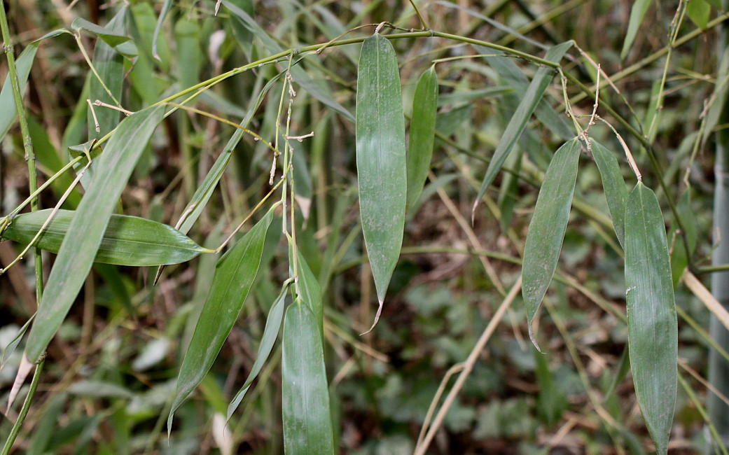 Изображение особи Phyllostachys viridis.