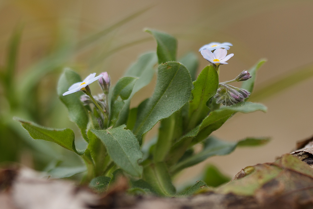 Image of Myosotis amoena specimen.