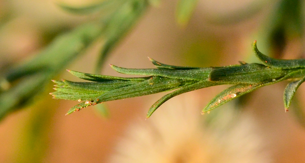 Image of Symphyotrichum subulatum specimen.