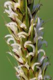 Carex × toezensis