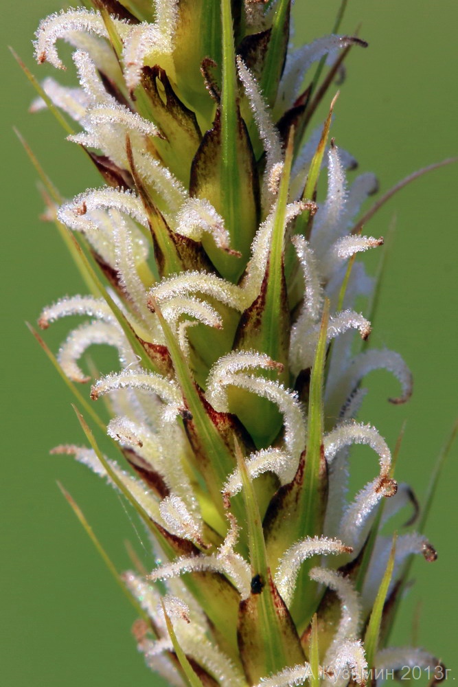 Изображение особи Carex &times; toezensis.