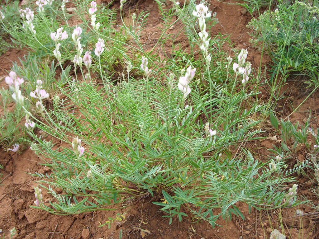 Image of Hedysarum razoumowianum specimen.