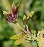 Vitex agnus-castus