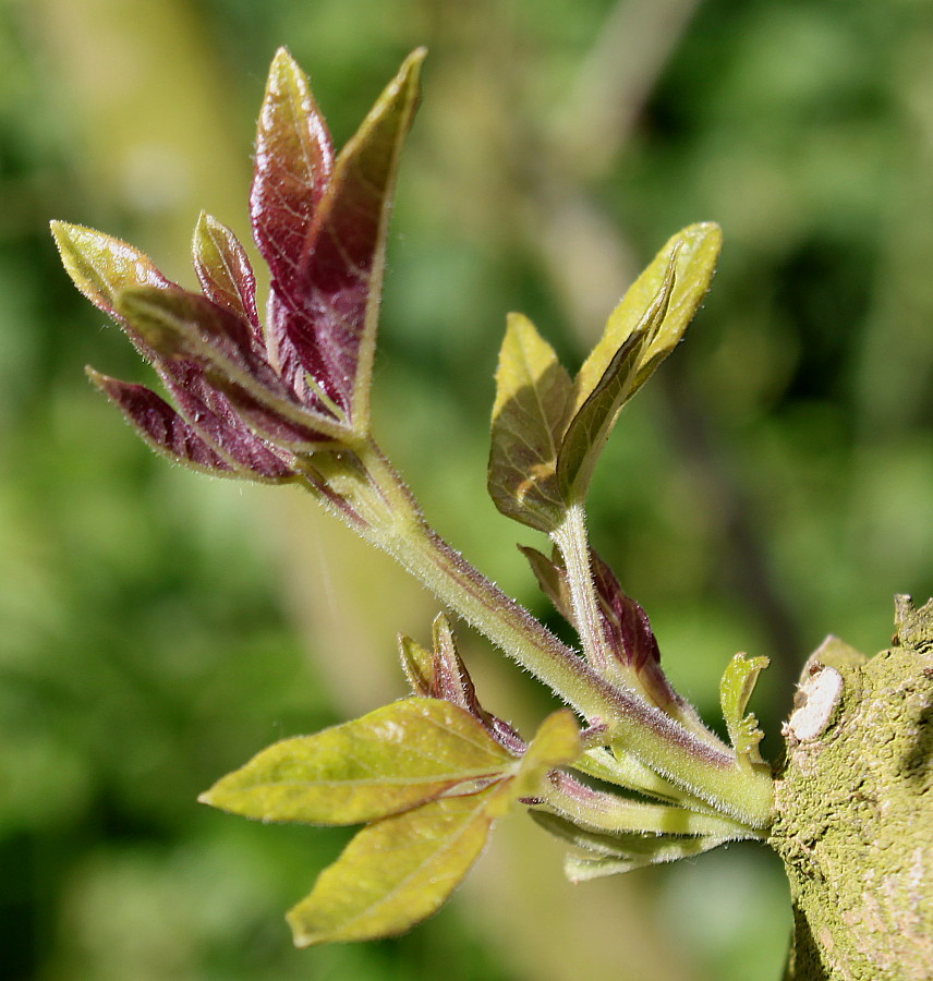 Image of Vitex agnus-castus specimen.