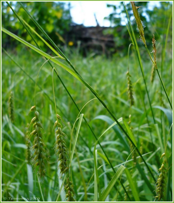 Image of Carex sylvatica specimen.