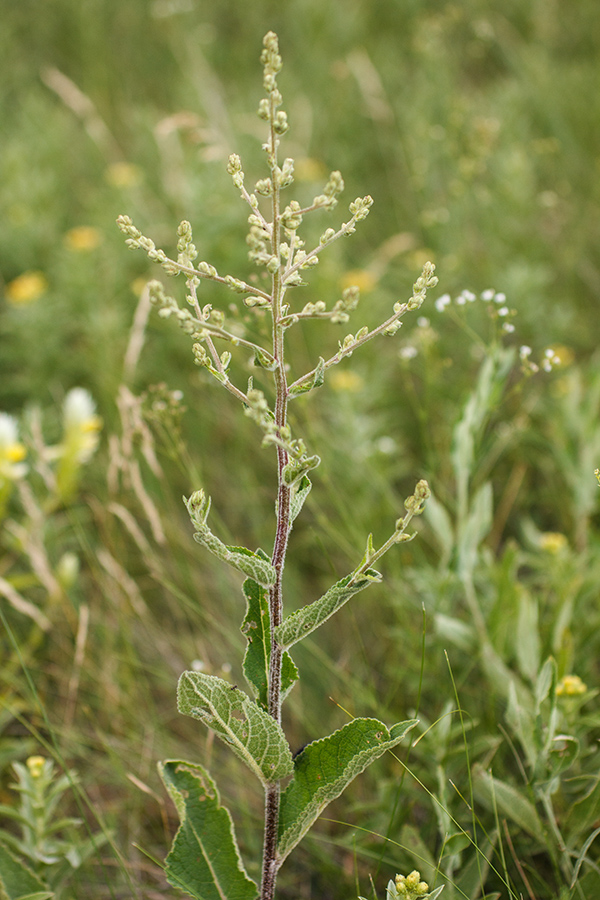 Изображение особи Verbascum lychnitis.