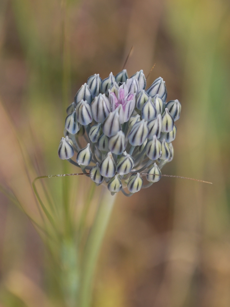 Изображение особи Allium filidens ssp. ugami.