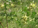 Astragalus xanthotrichos