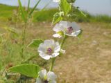 Althaea officinalis