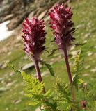 Pedicularis panjutinii. Соцветия и листья. Карачаево-Черкесия, Архызский участок Тебердинского заповедника. 24.07.2013.