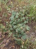 Potentilla intermedia