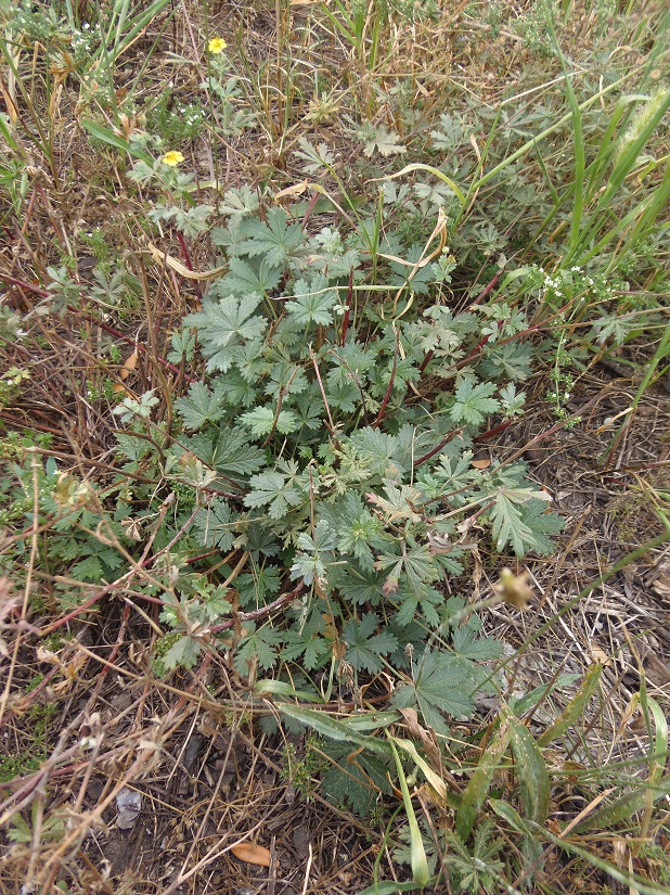 Image of Potentilla intermedia specimen.