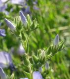 Linum lanuginosum