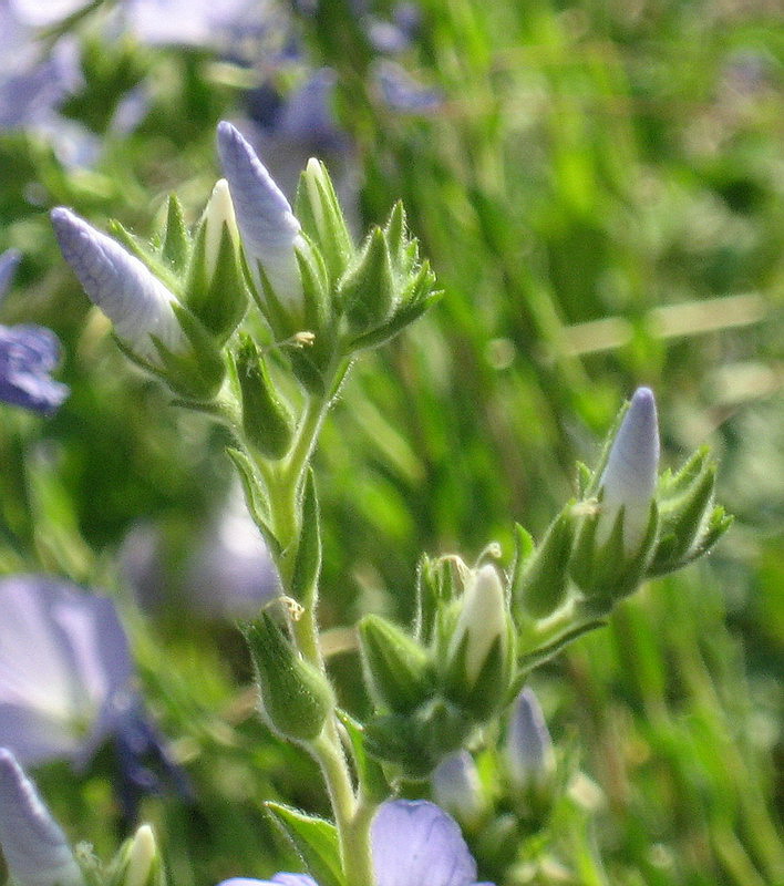 Image of Linum lanuginosum specimen.