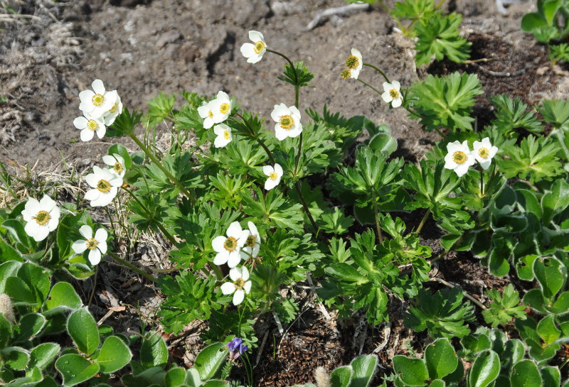 Image of Anemonastrum sibiricum specimen.