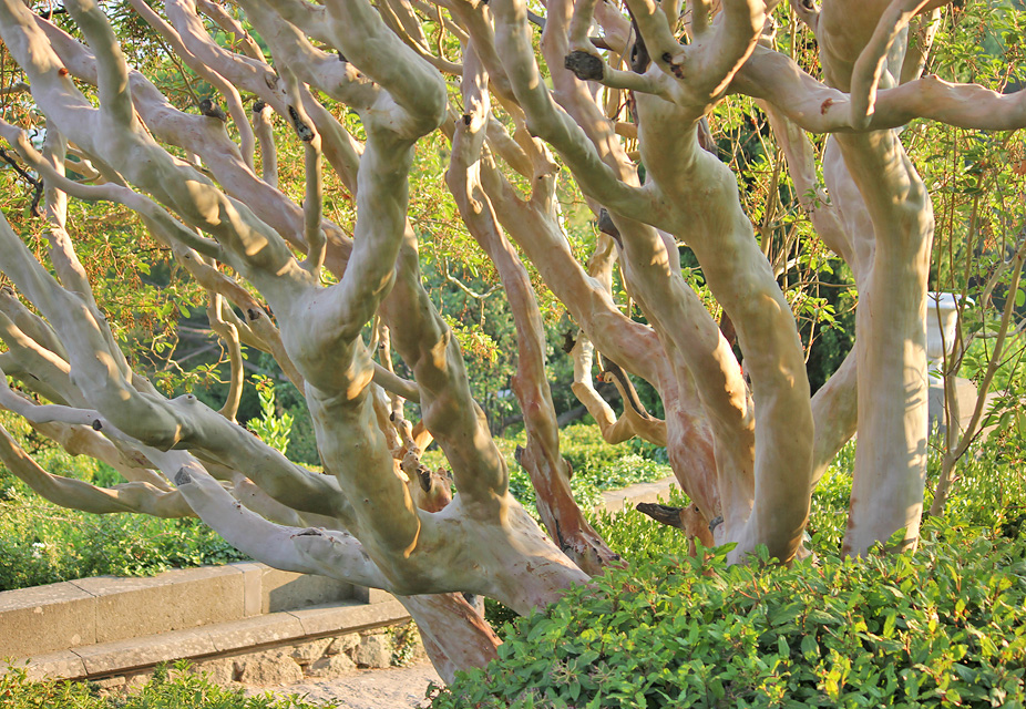 Image of Arbutus andrachne specimen.