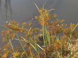 Cyperus fuscus. Побеги с соцветиями. Краснодарский край, окр. г. Крымск, берег р. Адагум. 29.08.2013.