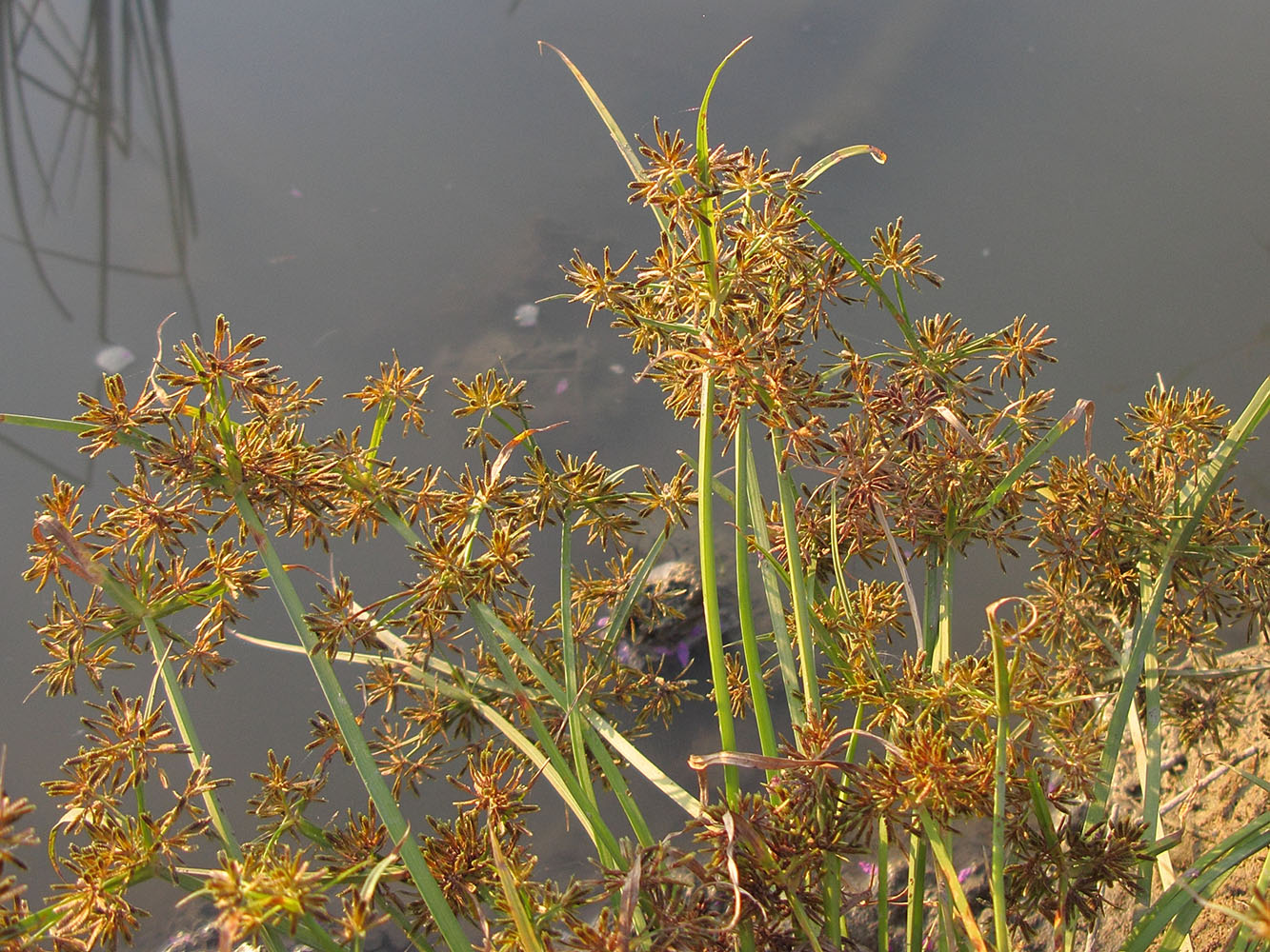 Image of Cyperus fuscus specimen.